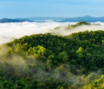 trees, sky, mist