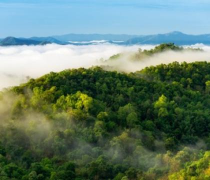 trees, sky, mist